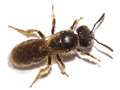 Lasioglossum pauxillum